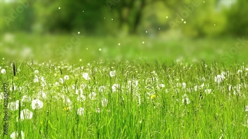 beautiful dandelion meadow with flying blow ball particle animation, pollination in summer nature scene in pollen allergy season  photo