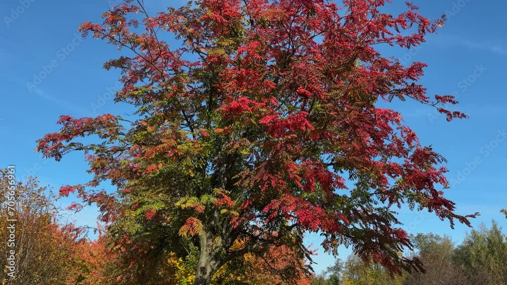 Rowan with autumn leaves and berries in park against sky Rowan with autumn leaves and berries in park against sky