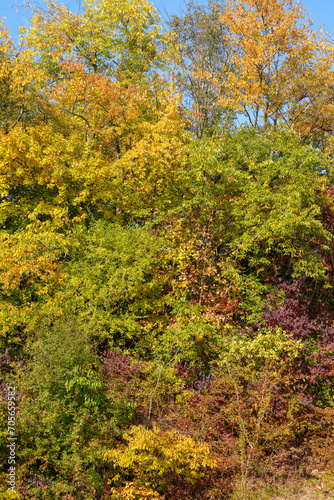 Colorful colors in autumn with colored leaves on the bushes