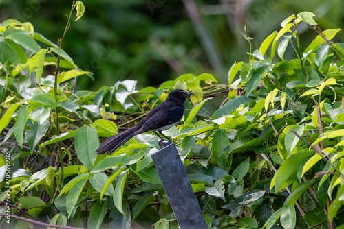 Willie wagtail or Rhipidura leucophrys observed in Waigeo in West Papua, Indonesia photo