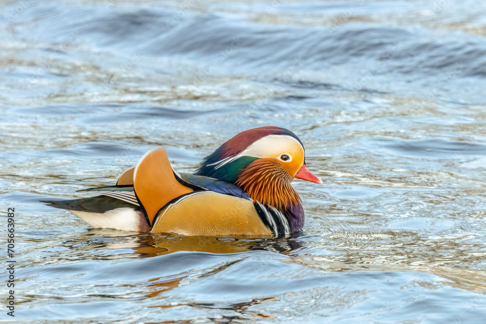 Male Mandarin duck (Aix galericulata), perching duck , swimming, sideview, Male Mandarin duck (Aix galericulata), perching duck , swimming, sideview,