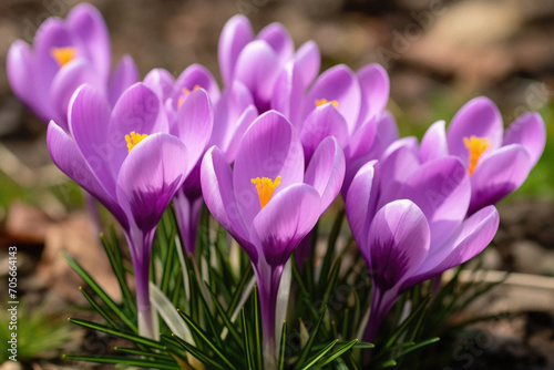 Purple crocus flowers in the forest. Early spring. Symbol of peace and joy.