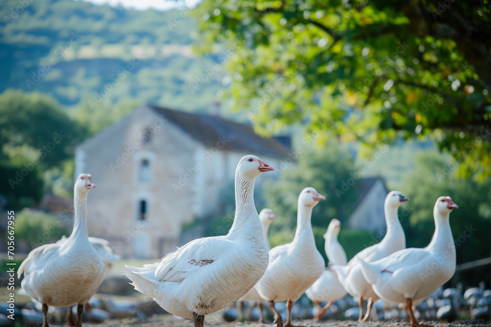 Geese Protesters Condemn Foie Gras Abuse Geese Protesters Condemn Foie Gras Abuse
