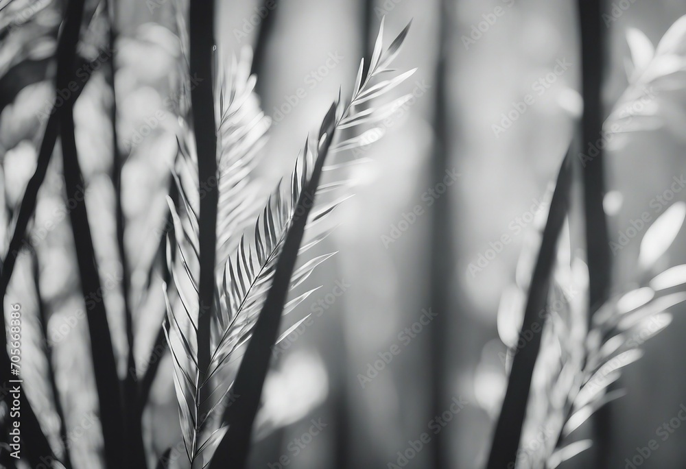 Abstract minimalistic background with a shadow from the leaves of a plant in gray and white A wall