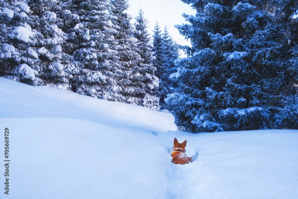Red Corgi Pembroke dog walks in a deep fresh snow spruce forest in the mountains in winter