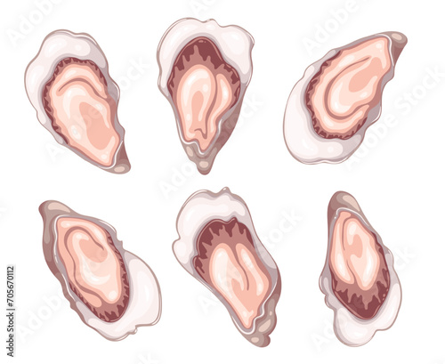 Fresh oysters set vector illustration. Cartoon isolated assorted variety of delicatessen open oysters, cold gourmet shellfish seafood for eating, healthy delicious appetizer and romantic aphrodisiac