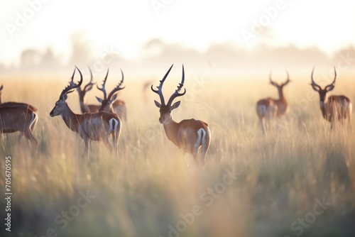 sable antelope herd grazing in wild plains at sunrise photo