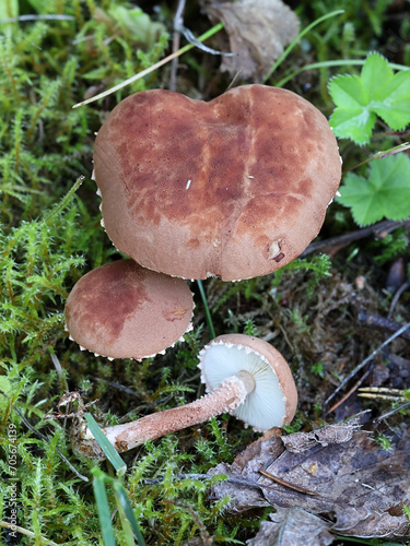 Cystodermella granulosa, also called Cystoderma granulosum, a powdercap mushroom from Finland, no common english name