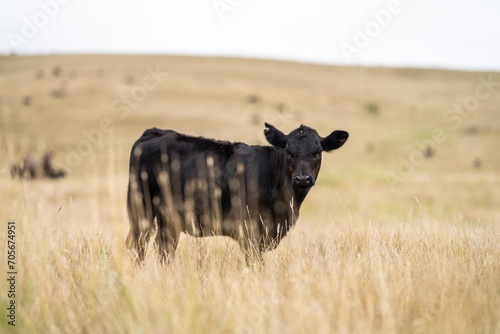 Fototapeta Naklejka Na Ścianę i Meble -  organic, regenerative, sustainable agriculture farm producing stud wagyu beef cows. cattle grazing in a paddock. cow in a field on a ranch in summer