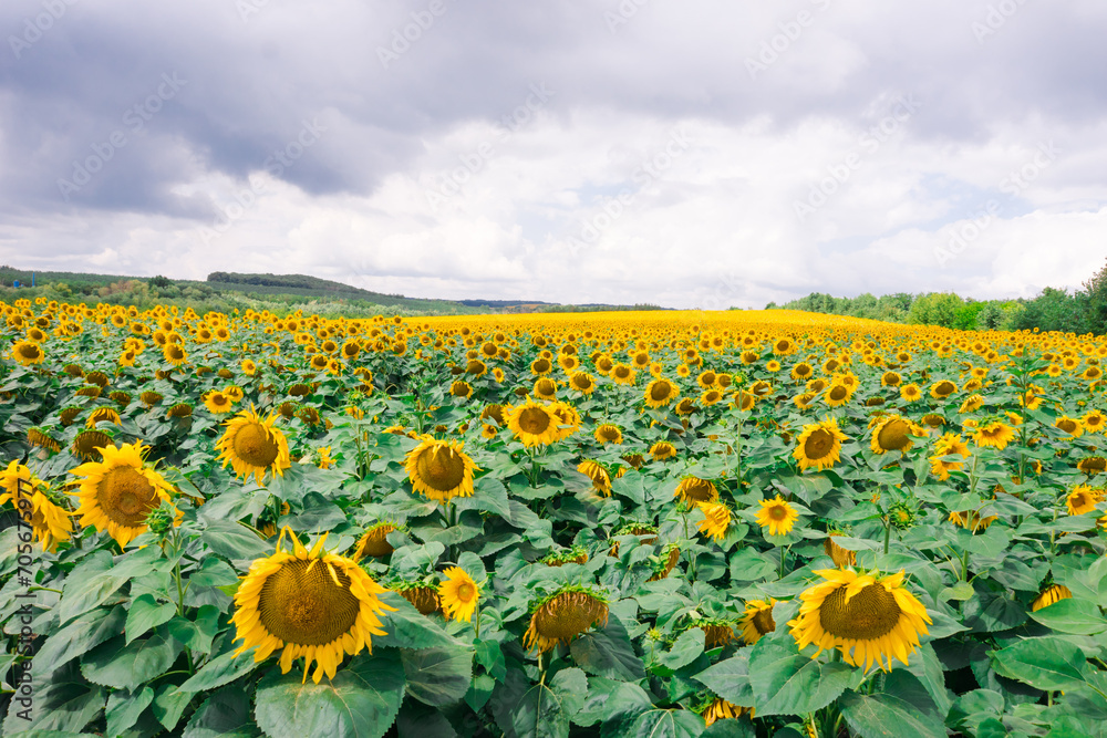 Obraz premium Field of blooming sunflowers on the background of a stormy sky. Beautiful blooming yellow sunflowers on a summer field. Sunflower landscape, amazing nature of summertime