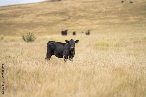 Fototapeta Naklejka Na Ścianę i Meble -  cows in field, grazing on grass and pasture in Australia, on a farming ranch. Cattle eating hay and silage. breeds include speckled park,