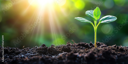 Young sprout leaf plant in soil with sunlight