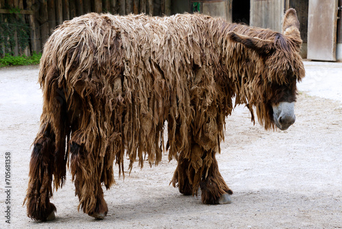 Closeup of a Poitou donkey (Equus asinus), France