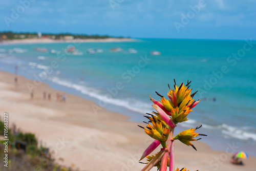 praias sao paisagens lindas e quando surge uma flor fica ainda mais linda photo