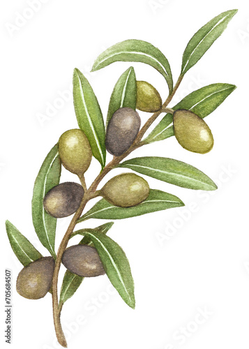 Wallpaper Mural Olive branch with green leaves Torontodigital.ca