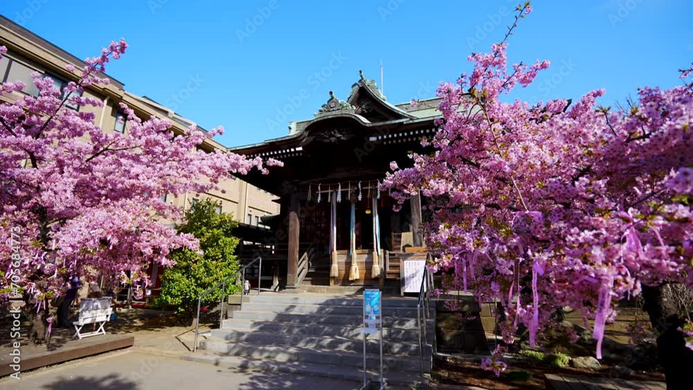 Kawazu Cherry Blossoms in Sakura Jingu Shrine Tokyo Kawazu Cherry Blossoms in Sakura Jingu Shrine Tokyo