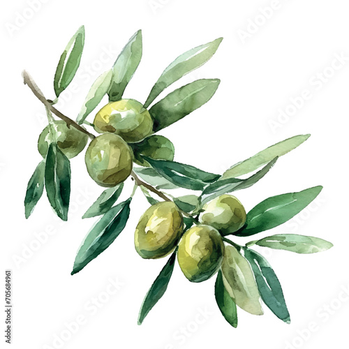 Watercolor olive illustration vector oil healthy food organic