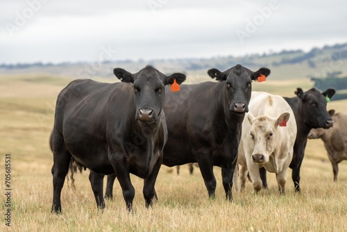 Stud Beef bulls and cows grazing on grass in a field, in Australia. breeds include speckle park, murray grey, angus, brangus and wagyu in summer