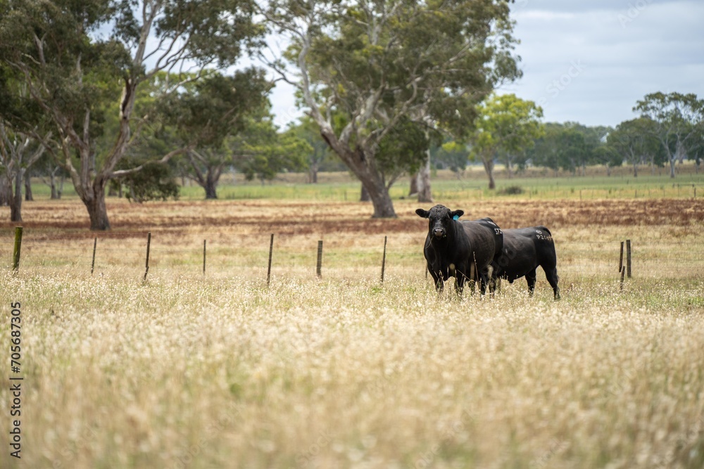 cows in field, grazing on grass and pasture in Australia, on a farming ranch. summer