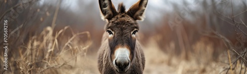 Donkey background. Banner