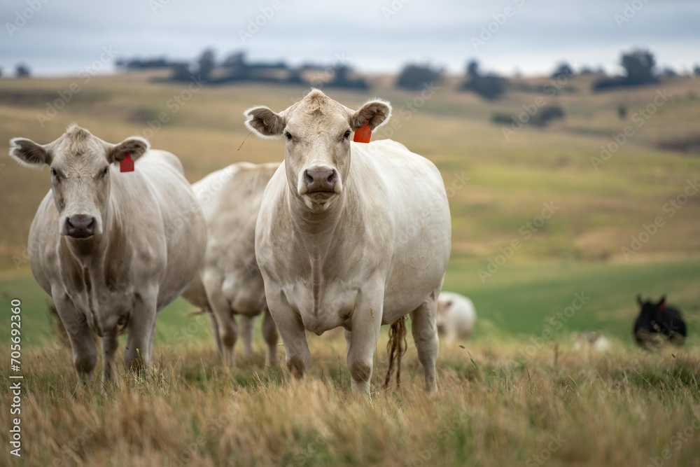 cows and cattle grazing in tasmania Australia in summer, with angus, wagyu and murray grey cattle cows and cattle grazing in tasmania Australia in summer, with angus, wagyu and murray grey cattle