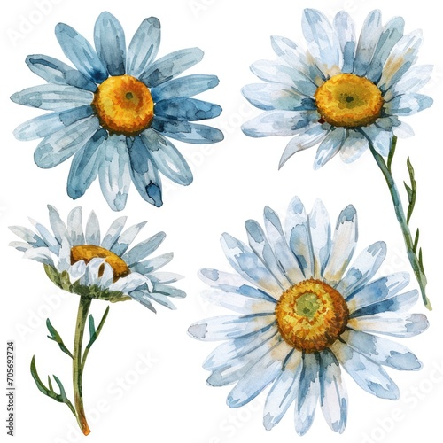 Set watercolor chamomile flowers isolated white background