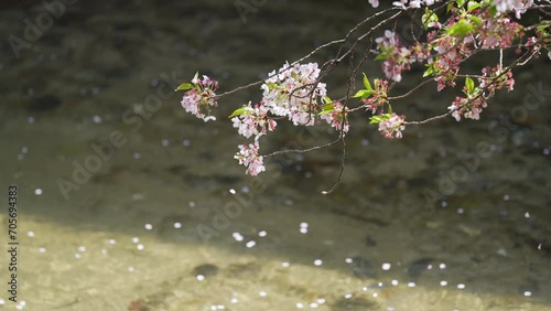 A flurry of falling cherry blossoms at nasuari no michi Shirakawa river Kyoto photo