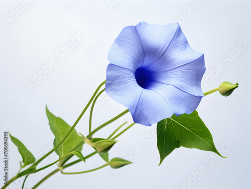 Blue morning glory flower in studio background  single blue morning glory flower  Beautiful flower images