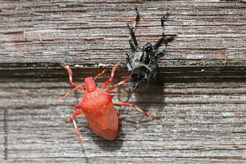 Freshly moulted red spined shieldbug, Picromerus bidens, next to its shed nymphal skin photo