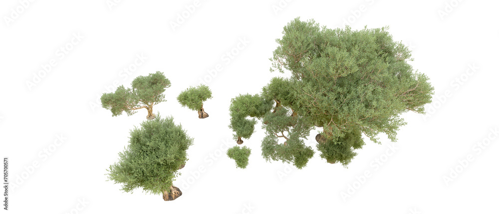 Fototapeta premium Green forest isolated on background. 3d rendering - illustration
