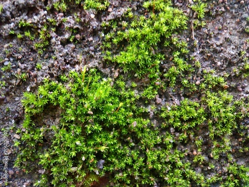 Fototapeta Naklejka Na Ścianę i Meble -  Close up of green moss growing on stone wall