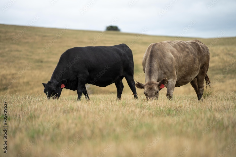 cows and cattle grazing in tasmania Australia in summer, with angus, wagyu and murray grey cattle
