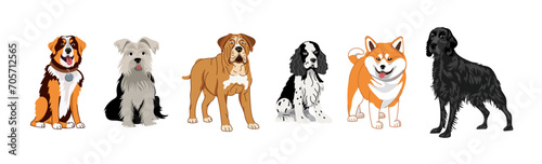 A set of dogs of different breeds. Vector illustration on a white background of a Setter, spaniel, terrier, mastiff, shiba inu, akita.