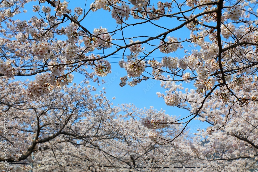 Jinhae cherry blossom background in Korea Jinhae cherry blossom background in Korea
