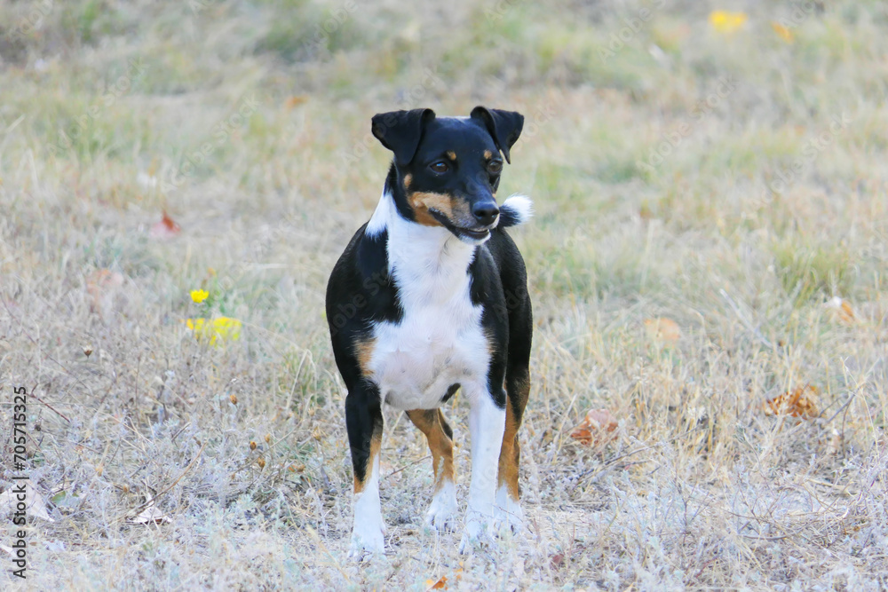 Dogs of the Jack Russell Terrier breed on an autumn background.