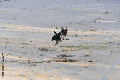 Dogs of the Jack Russell Terrier breed running on the sand