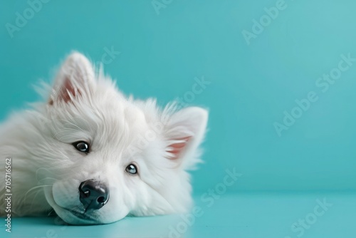 A cute puppy laying down in light blue background © MdImam