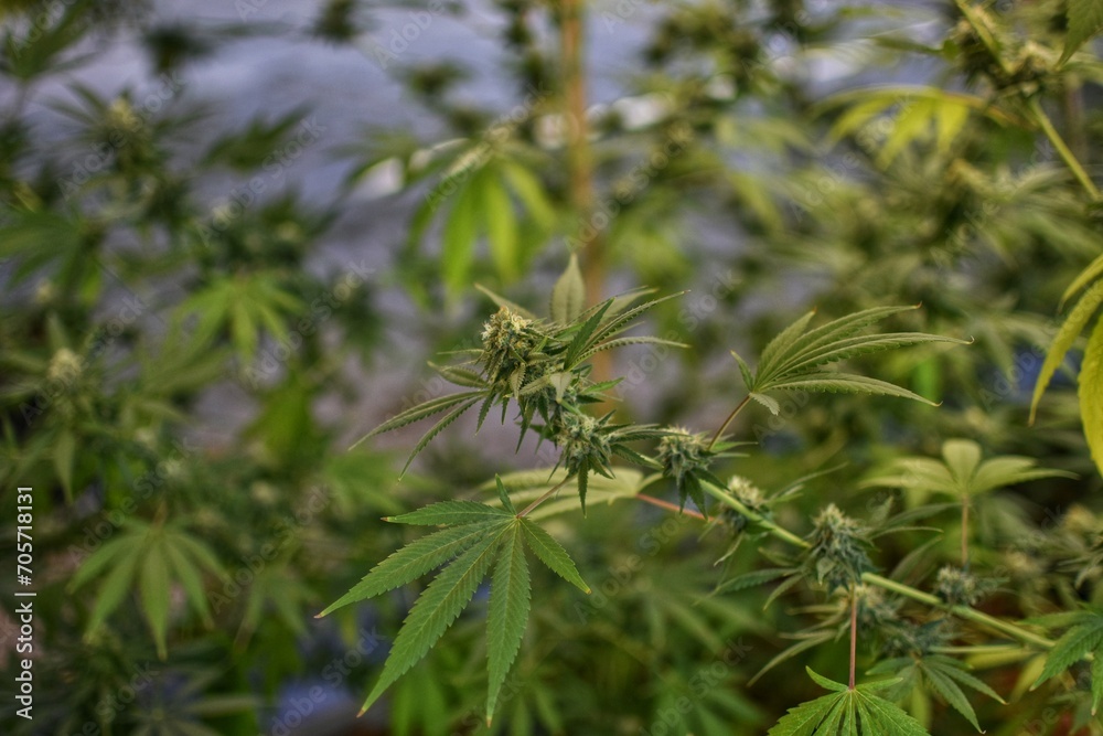 Mature cannabis plant with shoots and leaves, texture of a cannabis plant at an indoor cannabis farm, indoor growing cannabis plant with large cannabis plants Mature cannabis plant with shoots and leaves, texture of a cannabis plant at an indoor cannabis farm, indoor growing cannabis plant with large cannabis plants