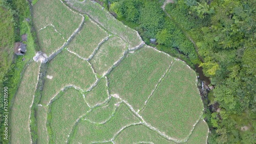 Discover the breathtaking harmony of agriculture and nature as terrace farming paints a picturesque beauty across the hills of Uttarakhand.4kfootage photo