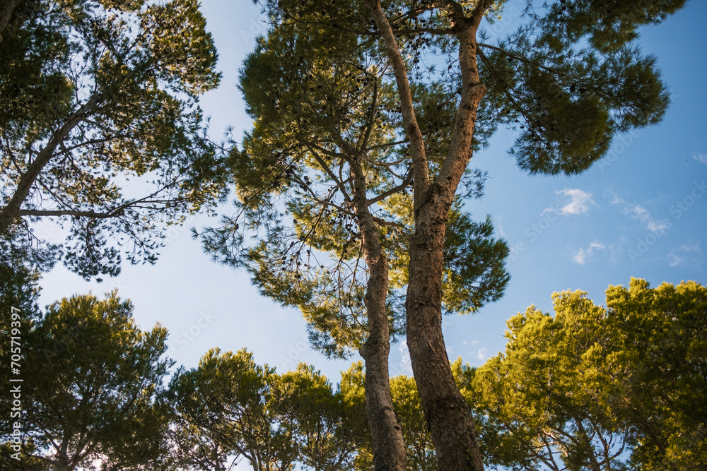 Pinienbäume, Cala Mesquida, Mallorca
