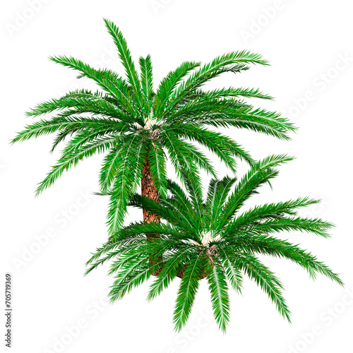 3D Rendering Encephalartos Woodii Palm Trees on White