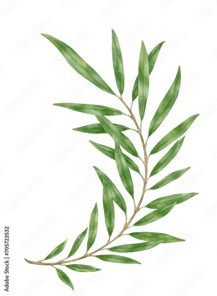 Green branch isolated on transparent background. Watercolor botanical painting. Decoration elements. Green branch isolated on transparent background. Watercolor botanical painting. Decoration elements.