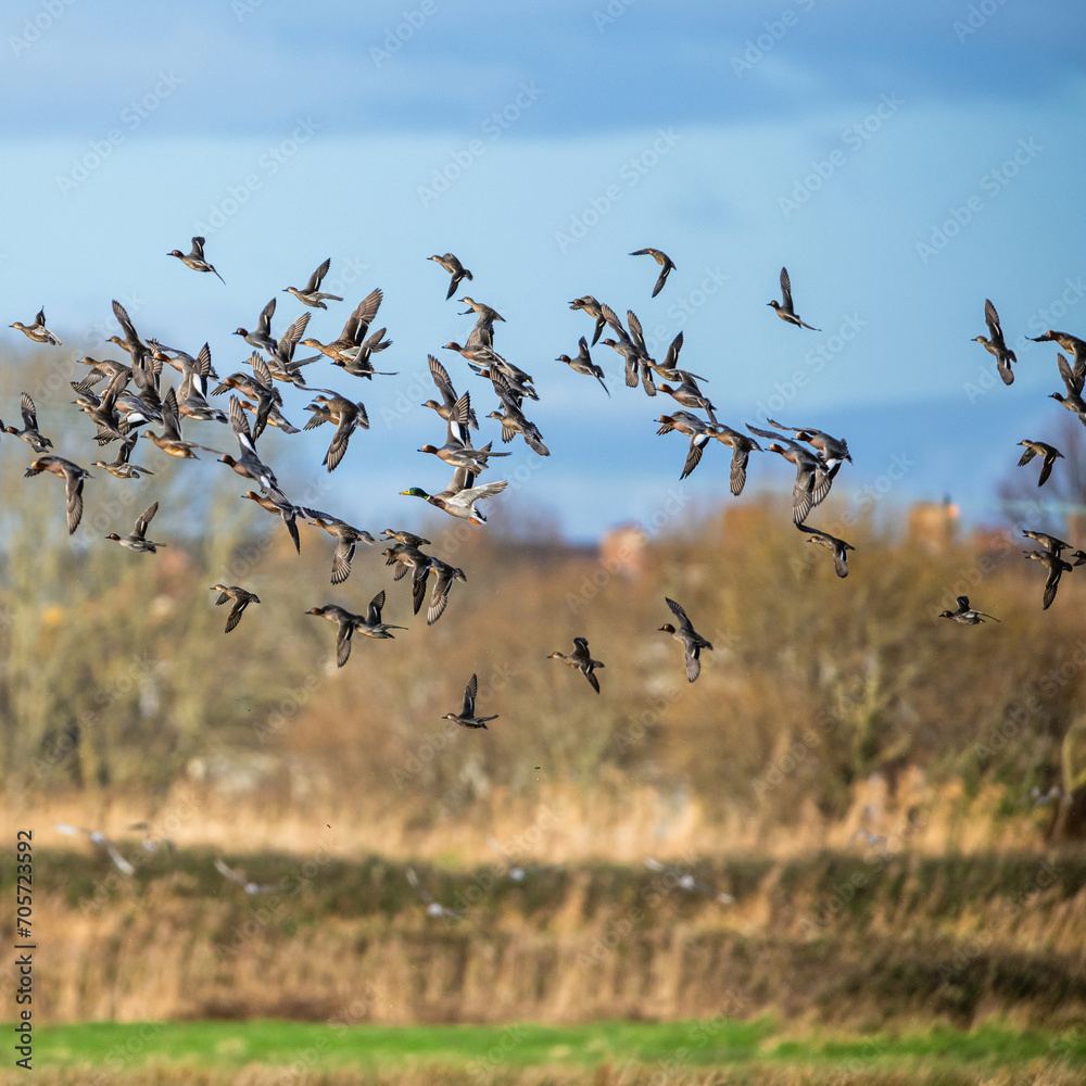 Eurasian Wigeon, Mareca penelope, birds in flight over Marshes Eurasian Wigeon, Mareca penelope, birds in flight over Marshes