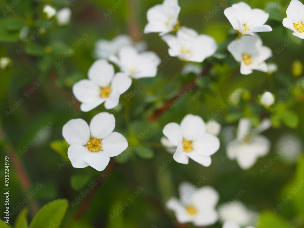 春の花　ユキヤナギ