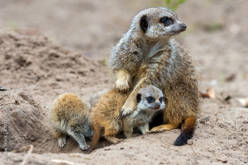 Young meerkats with their mother Young meerkats with their mother