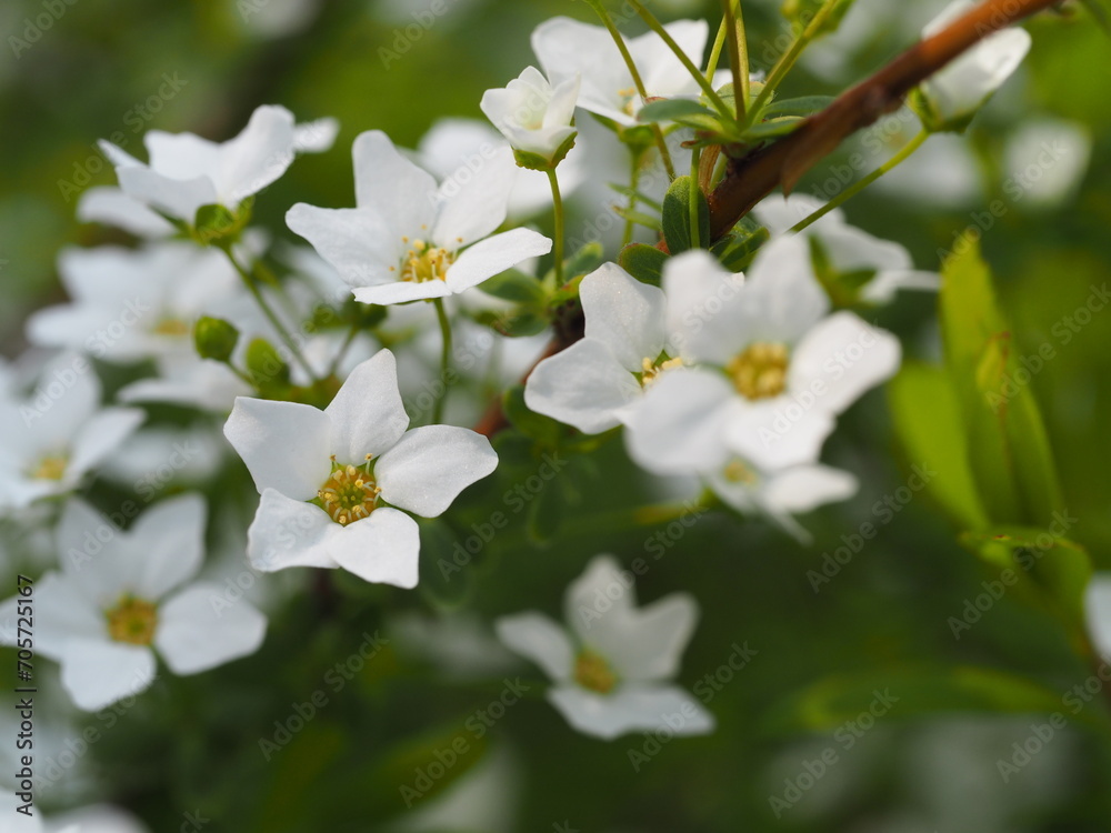 春の花 ユキヤナギ 春の花 ユキヤナギ