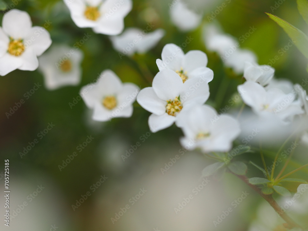 春の花　ユキヤナギ