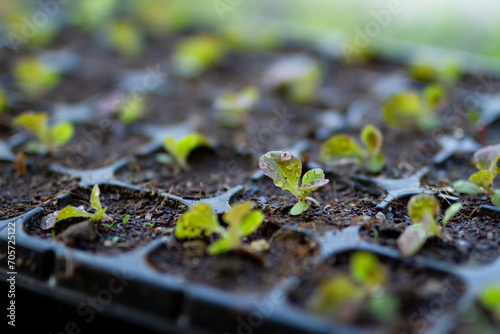 close-up of vibrant vegetables in a nursery tray. fresh starts in home gardening and sustainable living concept. photo