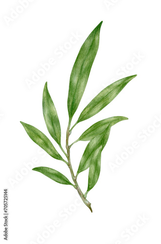 Green branch isolated on transparent background. Watercolor botanical painting. Decoration elements.