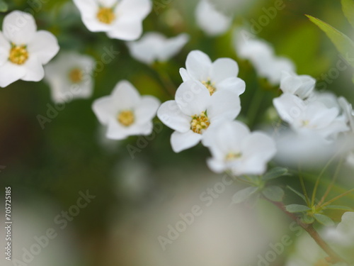 春の花 ユキヤナギ